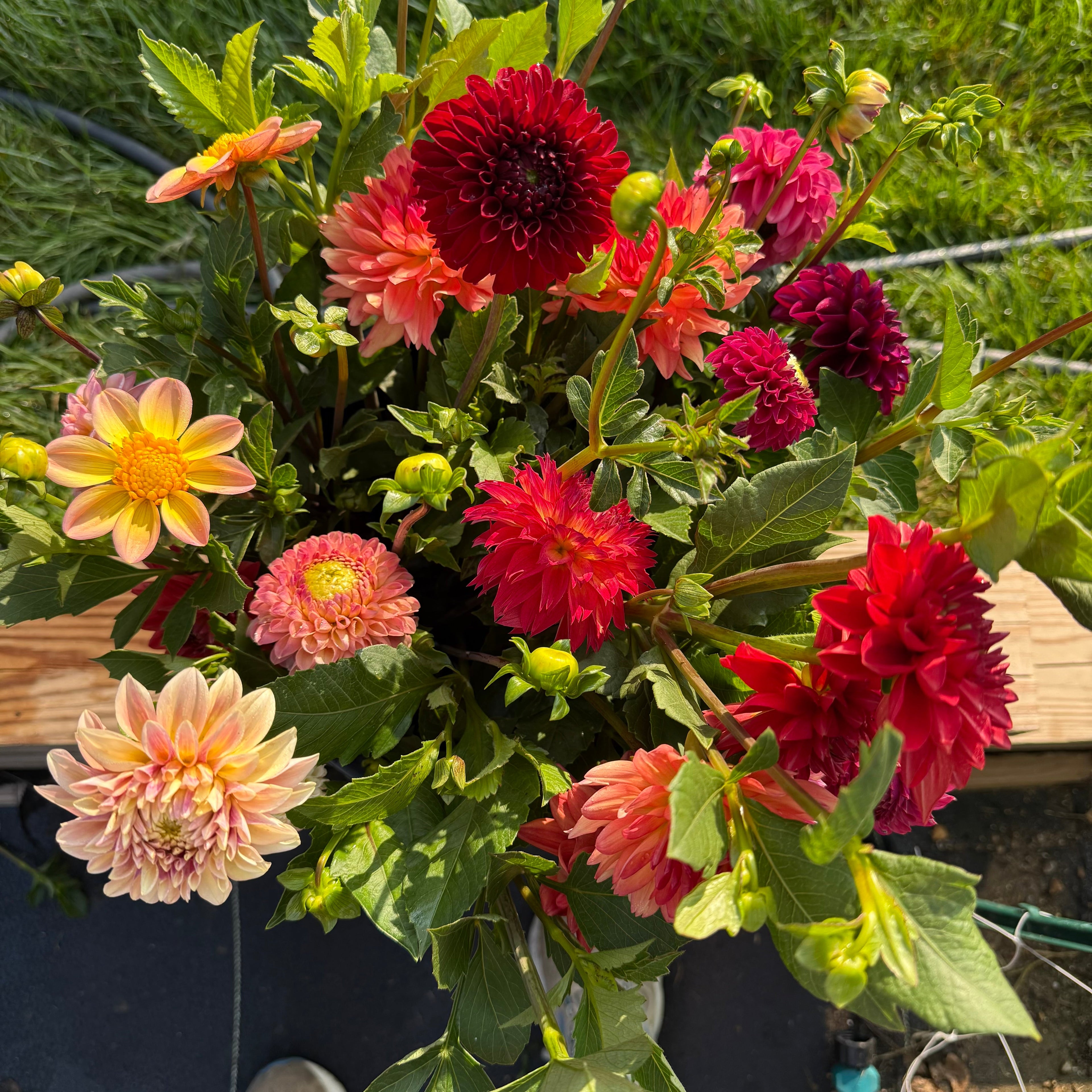 Dahlia Tubers