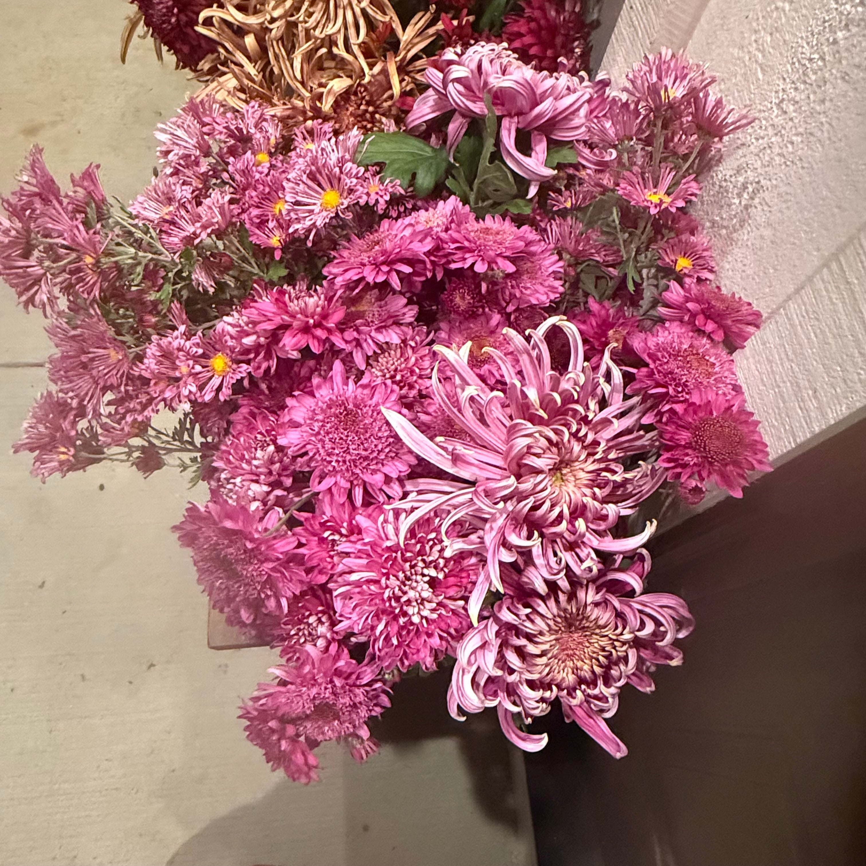 Heirloom Chrysanthemum