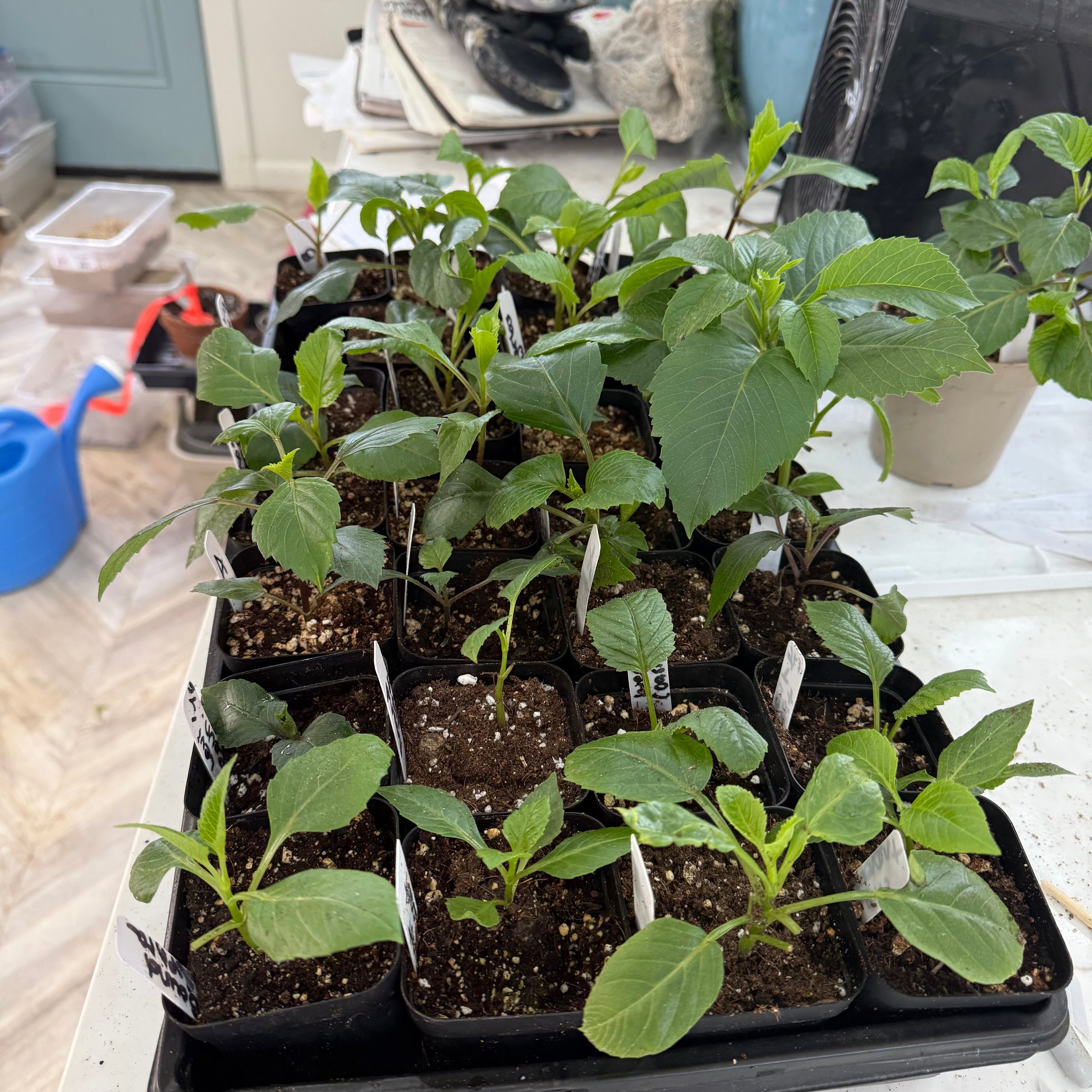 Dahlia Rooted Cuttings