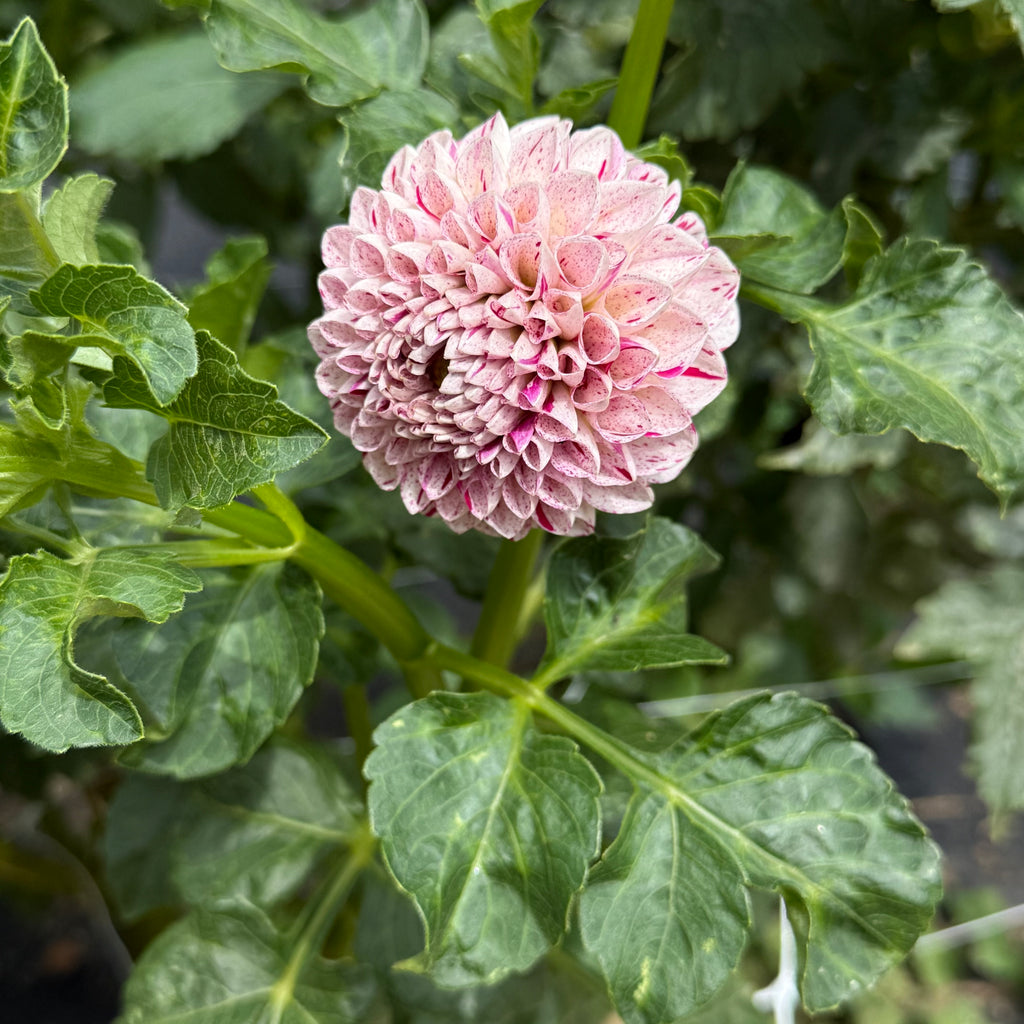 Pink Pearl