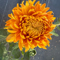 Indian Summer