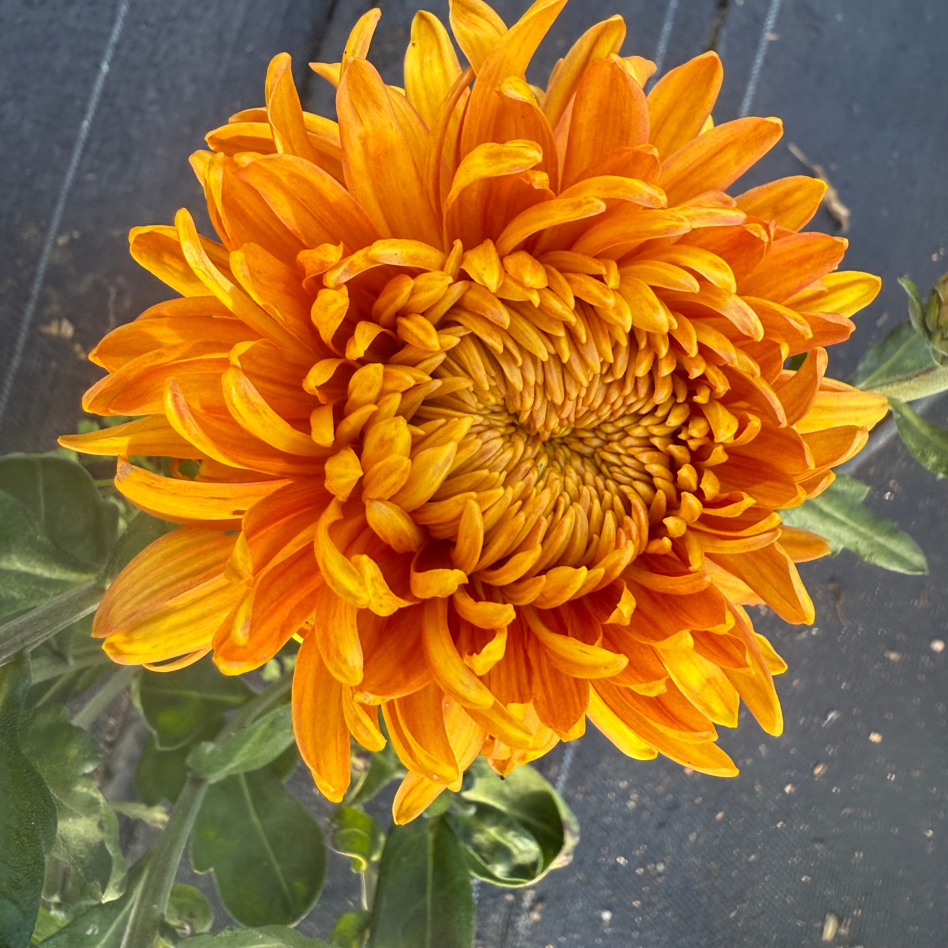 Indian Summer