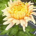 Peach Venice