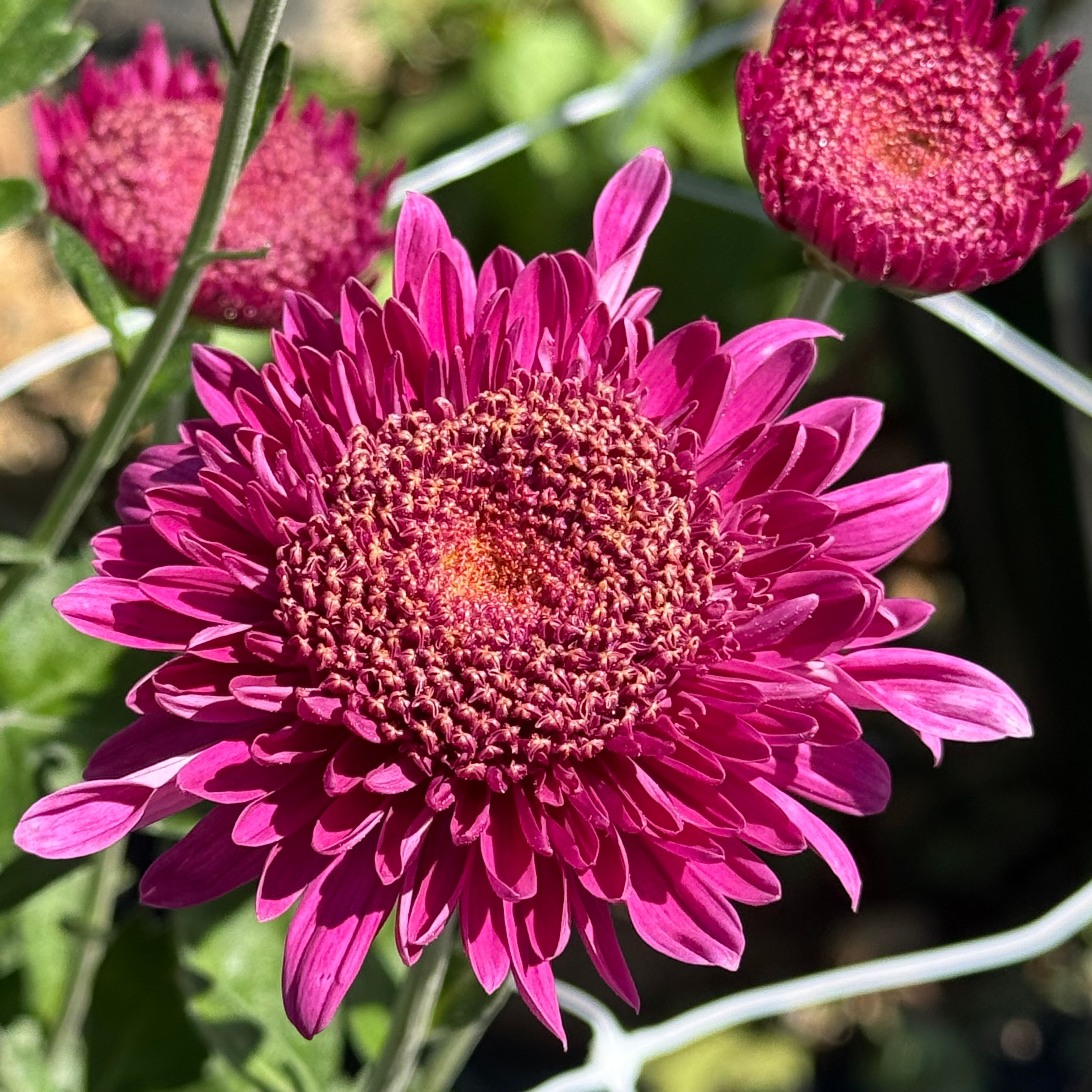 Purple Light