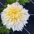 Raspberry Ripple