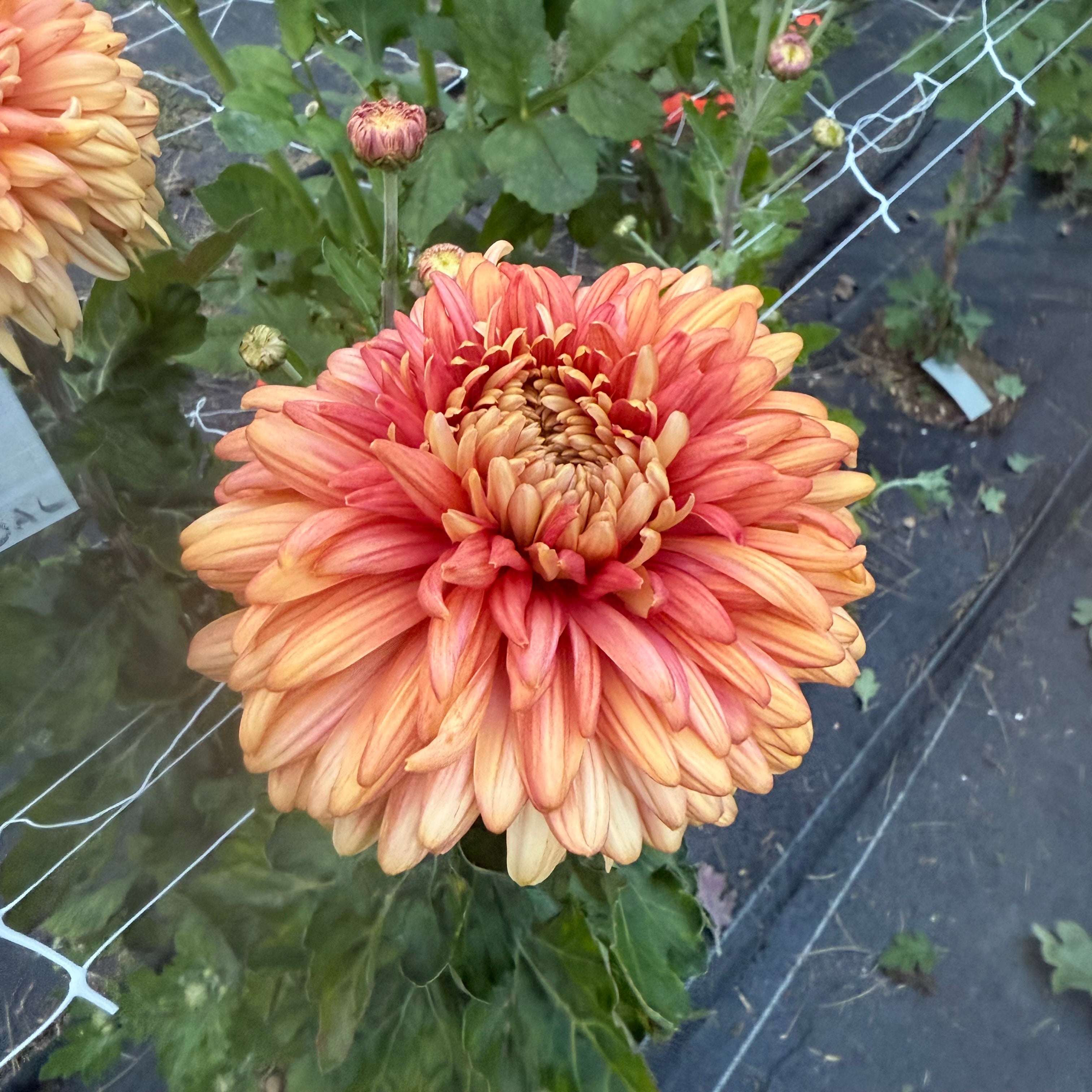 Apricot Alexis