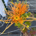 Wind Dancer