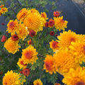 Klamath Falls