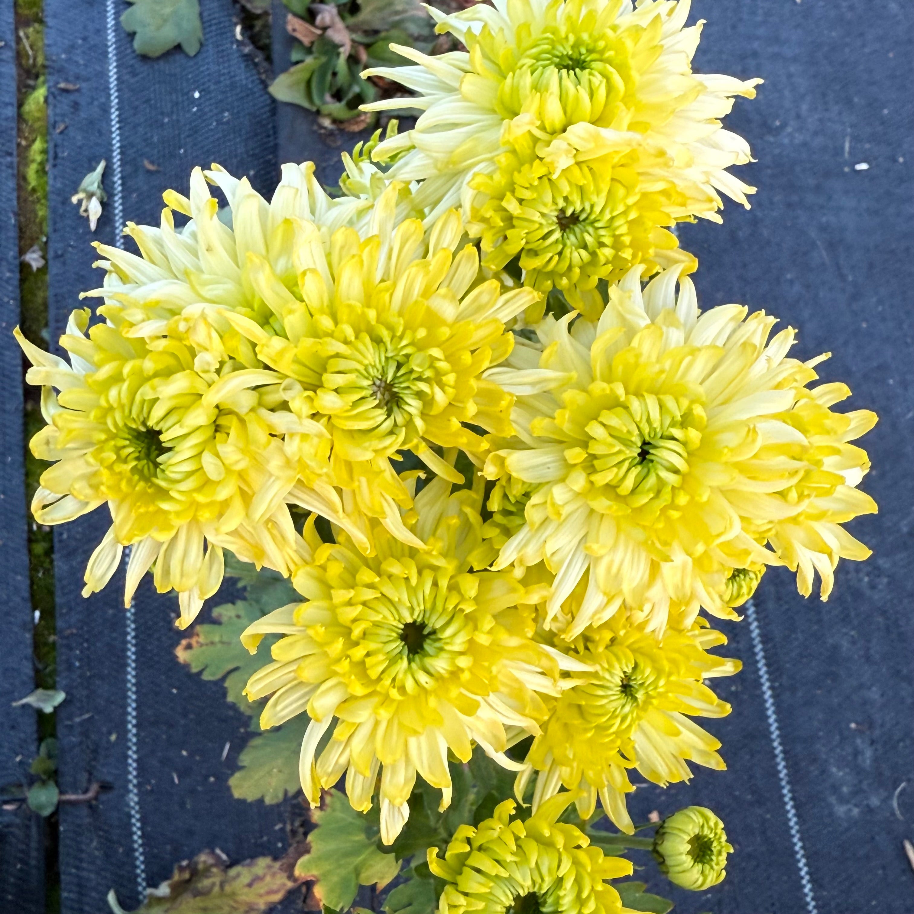 Baltic Lime