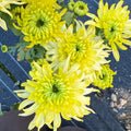 Limerick Lime