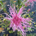 Wisp of Pink