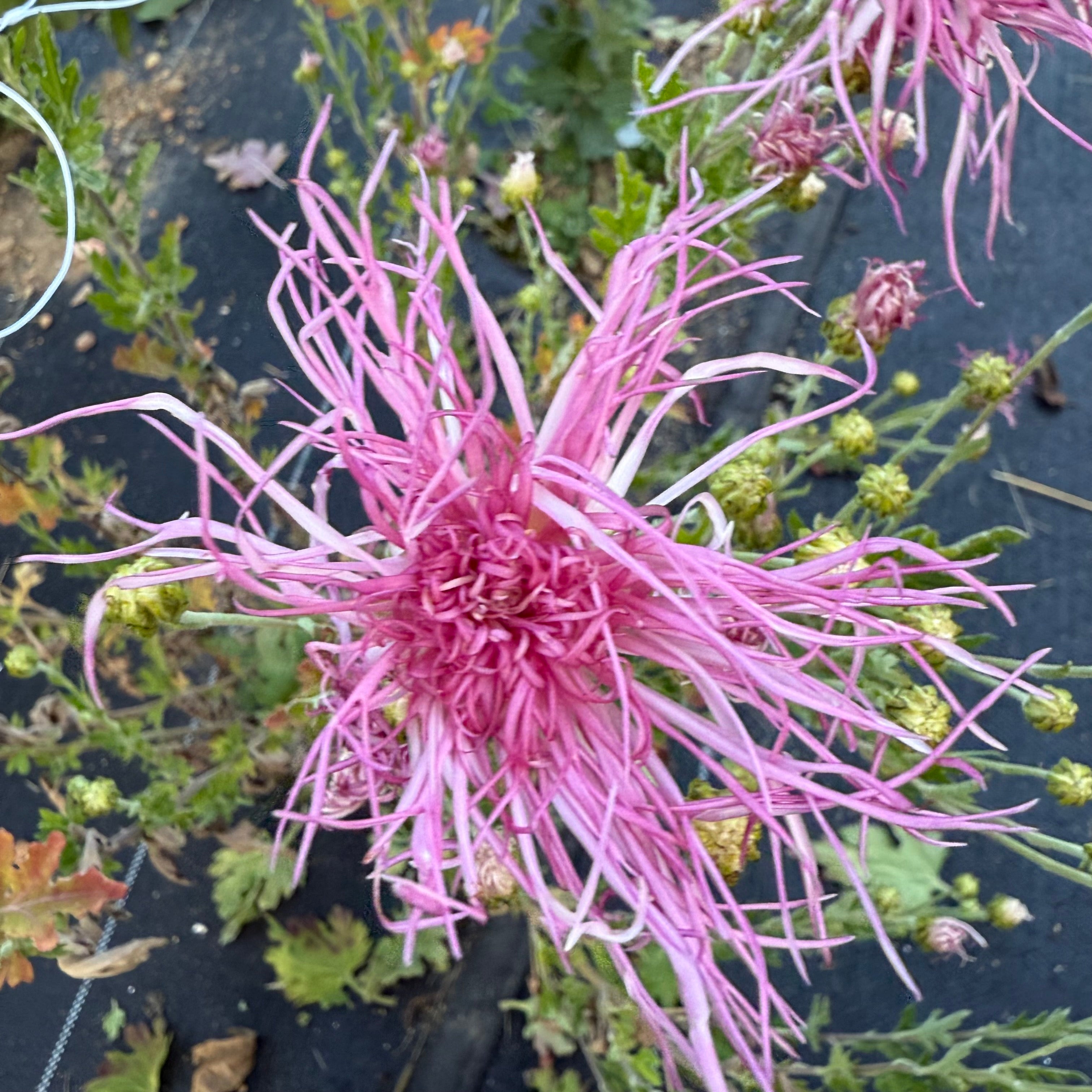 Wisp of Pink