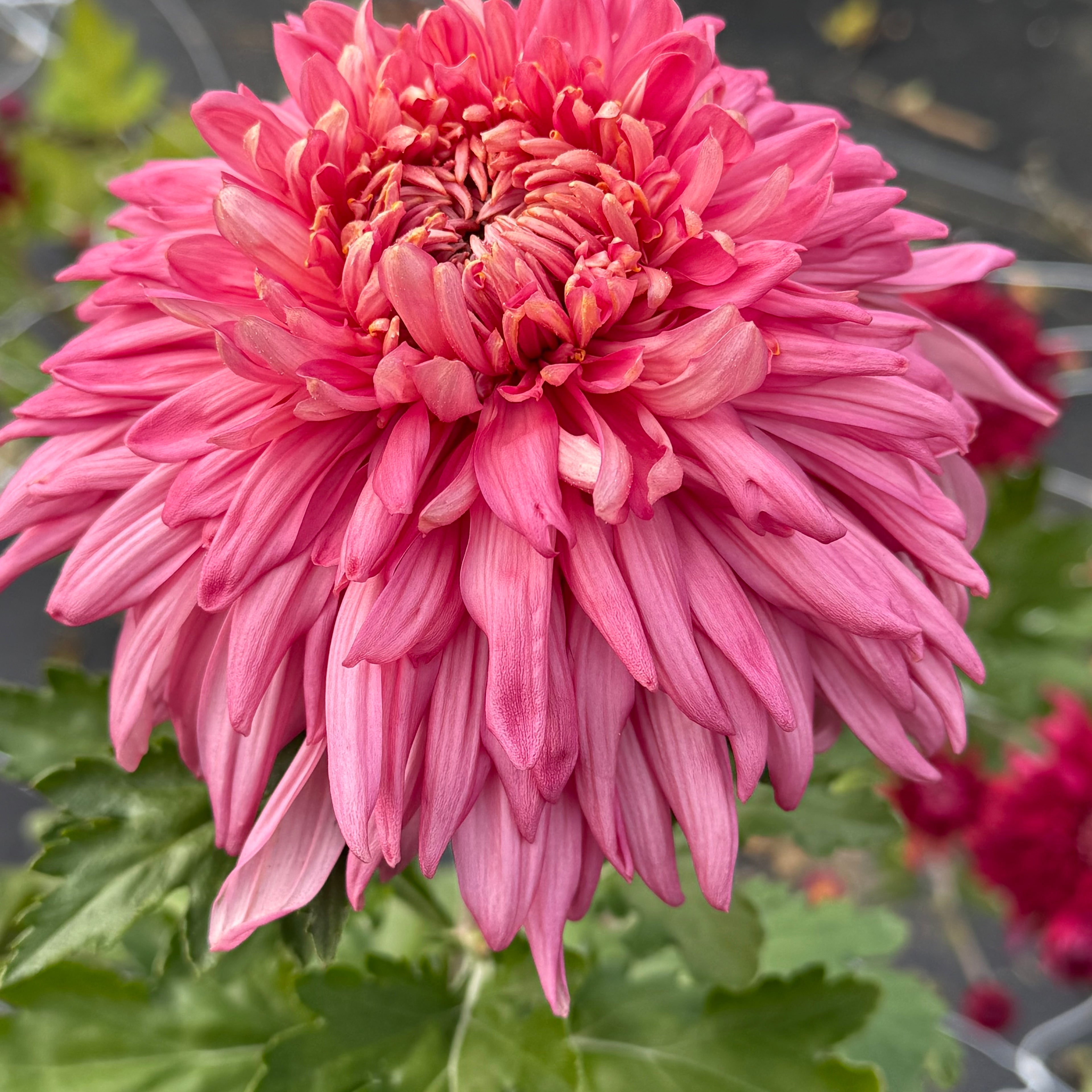 Rose venice
