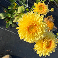 Primrose Oriel